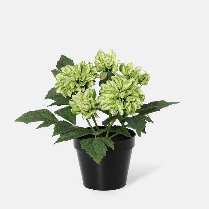Fernza Dahlia Potted Plant Green H26Cm