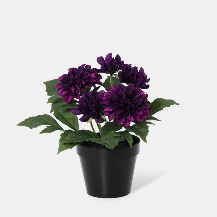 Fernza Dahlia Potted Plant Red H26Cm