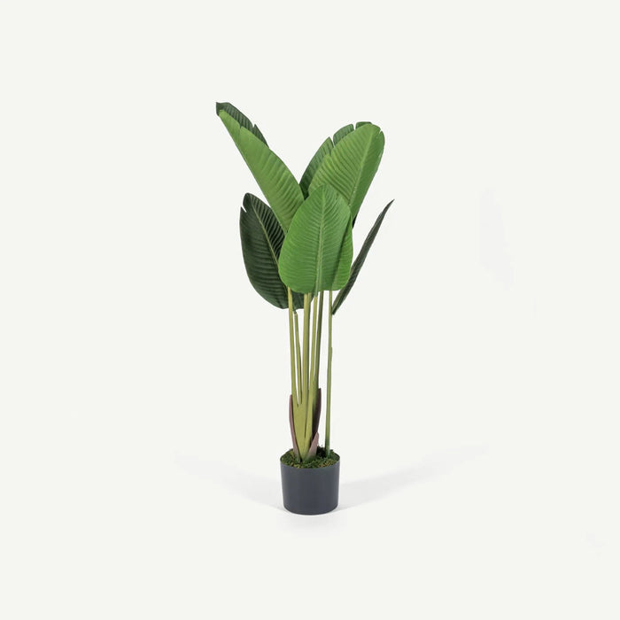 Bird of Paradise Tree With Pot OC Home