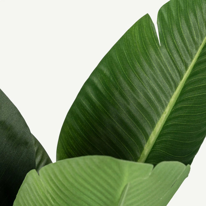 Bird of Paradise Tree With Pot OC Home