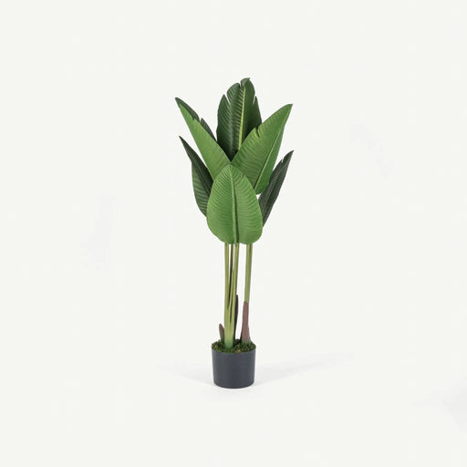 Bird of Paradise Tree With Pot OC Home
