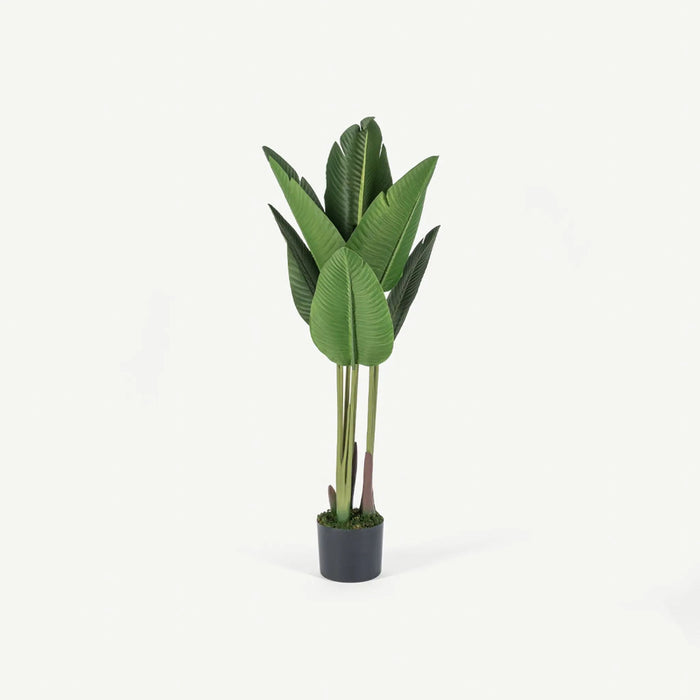 Bird of Paradise Tree With Pot OC Home