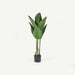 Bird of Paradise Tree With Pot OC Home