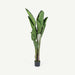 Bird of Paradise Tree With Pot 180cm OC Home
