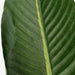 Bird of Paradise Tree With Pot 180cm OC Home