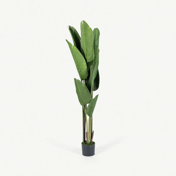 Bird of Paradise Tree With Pot 180cm OC Home