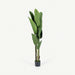 Bird of Paradise Tree With Pot 180cm OC Home