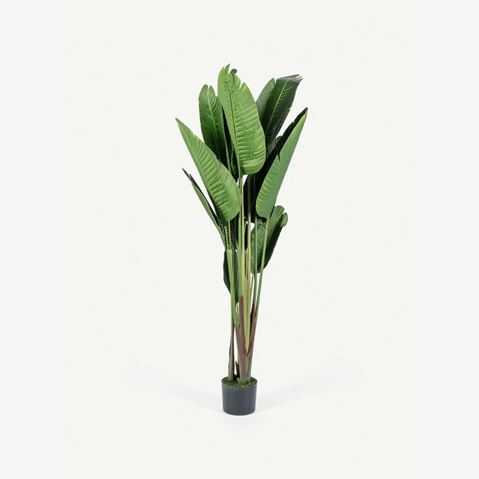 Bird of Paradise Tree With Pot 210cm