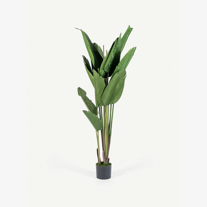 Bird of Paradise Tree With Pot 210cm