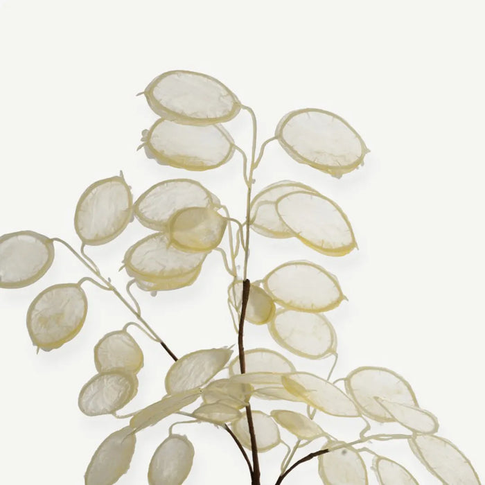 Eucalyptus Leaves - Cream - 1