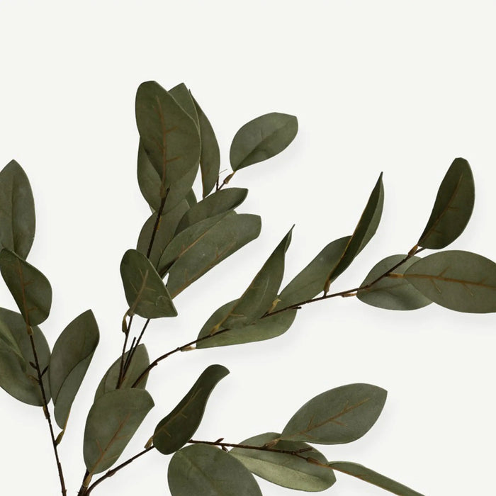 Eucalyptus Leaves - H80 - Green