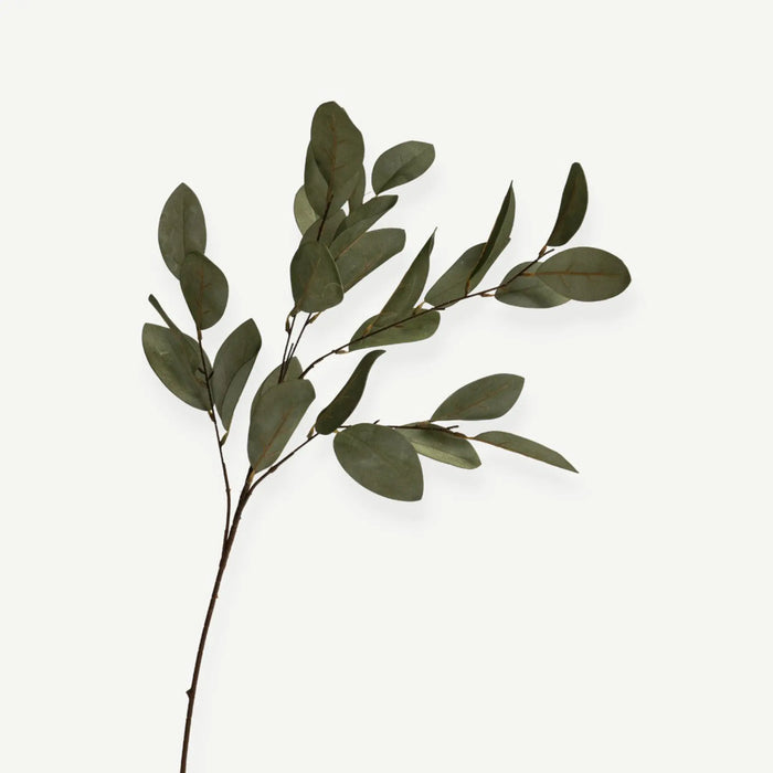 Eucalyptus Leaves - H80 - Green