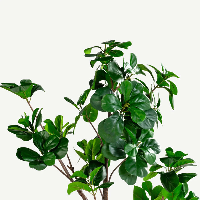 Fig Tree With Pot - 187cm