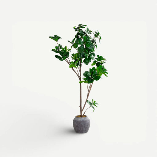 Fig Tree With Pot - 187cm OC Home