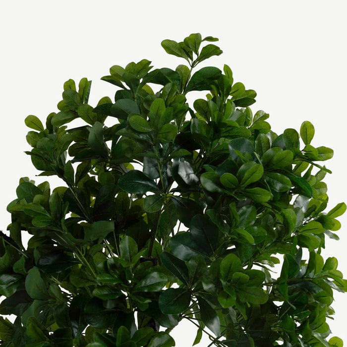 Radermachera Sinica Tree With Pot 150cm