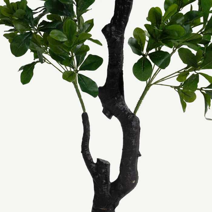 Radermachera Sinica Tree With Pot 150cm