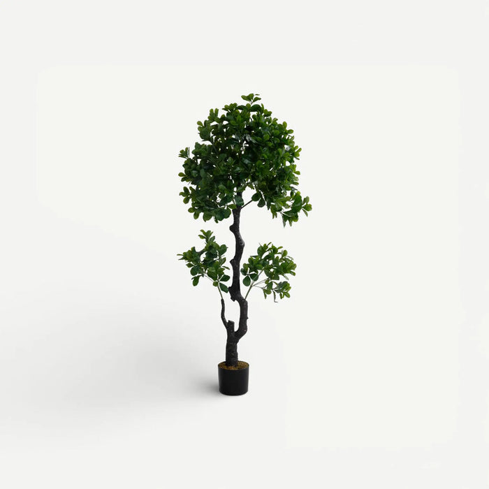 Radermachera Sinica Tree With Pot 150cm