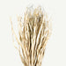 Tolani Dried Plant Arrangement -Multi OC Home