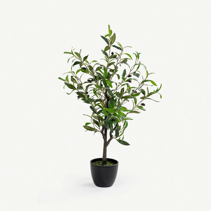 Olive Tree With Pot - 80cm