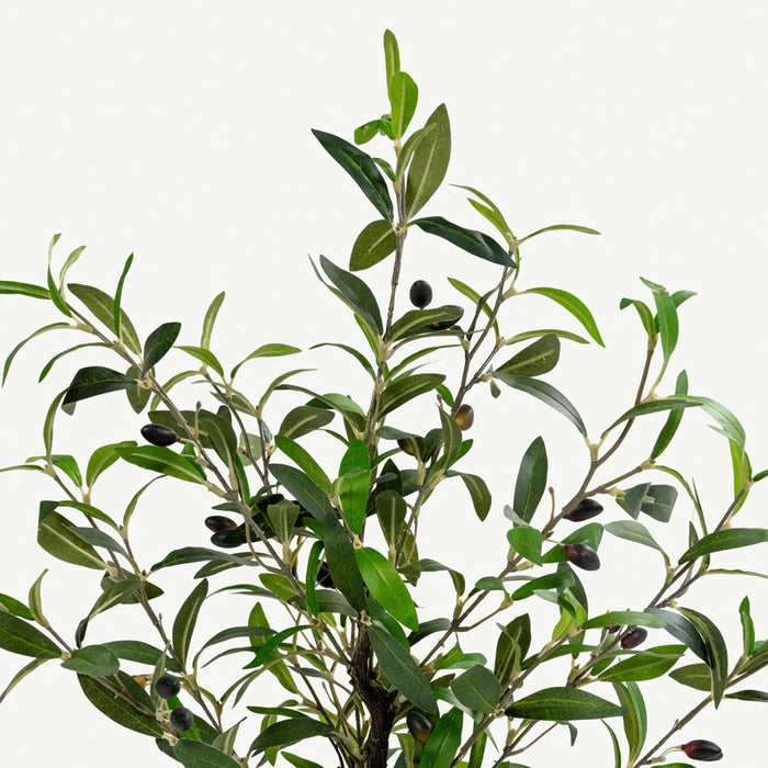Olive Tree With Pot - 80cm
