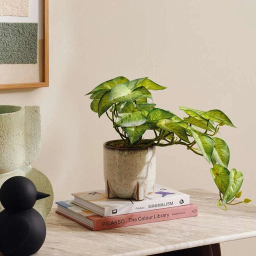 Alocasia Plant In Ceramic Pot H28Cm - Green Pan Home
