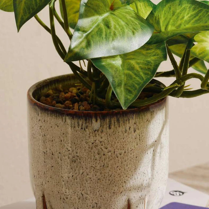 Alocasia Plant In Ceramic Pot H28Cm - Green Pan Home