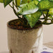 Alocasia Plant In Ceramic Pot H28Cm - Green Pan Home
