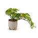 Alocasia Plant In Ceramic Pot H28Cm - Green Pan Home