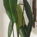Anthurium Artificial Tree With Pot H150Cm - Green Pan Home
