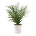 Areca Palm Plant In Ceramic Pot H40.5Cm - Green Pan Home