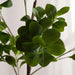 Artificial Camellia Tree 60X60X185Cm - Green Pan Home