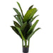 Artificial Diffenbachia Tree H110Cm- Green Pan Home
