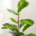 Artificial Fiddle Tree H153Cm - Green Pan Home