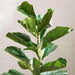 Artificial Fiddle Tree H92Cm - Green Pan Home
