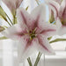 Artificial Flame Lily Stem Flower H44Cm - Pink Pan Home