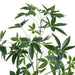 Artificial Fortune Tree With Pot H150Cm -Green Pan Home