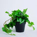 Artificial Ivy Bush - Green Pan Home