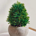 Artificial Multi-Layer Grass Potted H17Cm - Green Pan Home