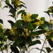 Artificial Osmanthus Tree 65X65X195Cm - Green Pan Home