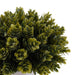Artificial Plant With Pot H17Cm -Green Pan Home