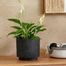 Aspen Terracotta Planter 17X17X15Cm - Black Pan Home