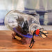 Black Pearl Ship In Glas Bottle 27X10X12Cm - Black Pan Home