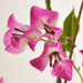 Bougainvillea Artificial Tree With Flowers H150Cm - Pink Pan Home