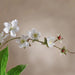 Bridal Veil Artificial Two Stem Spray 78X16X79Cm - White Pan Home
