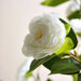 Camellia Artificial Tree With Flowers H120Cm - White Pan Home