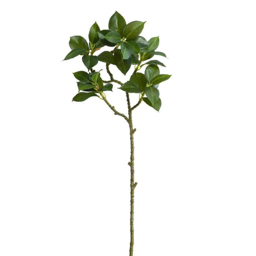 Camellia Leaf H75Cm - Green Pan Home