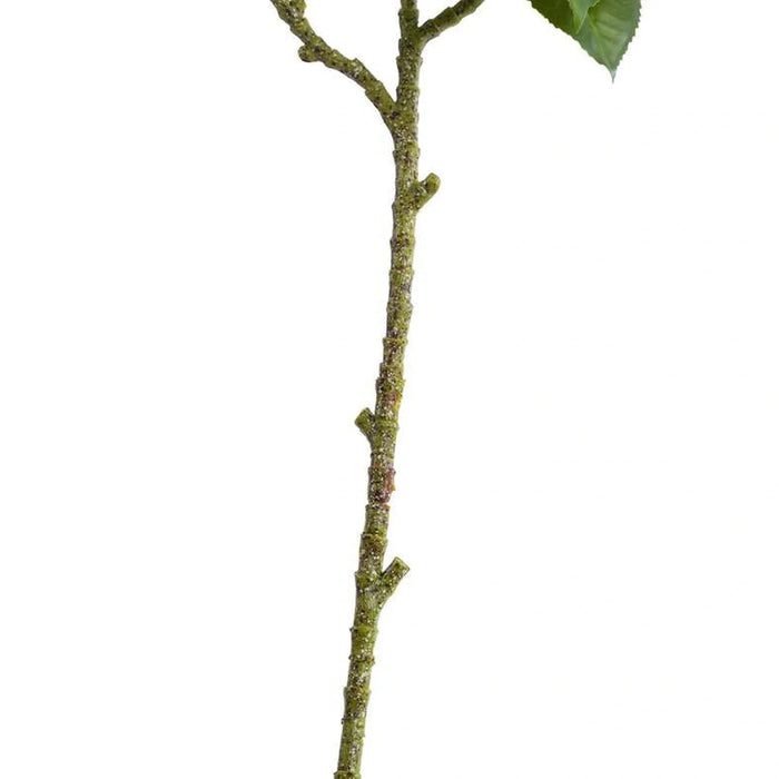 Camellia Leaf H75Cm - Green Pan Home