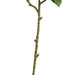 Camellia Leaf H75Cm - Green Pan Home