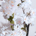 Cherry Blossom Artificial Tree H120Cm- White Pan Home