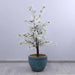 Cherry Blossom Tree White H150Cm Pan Home